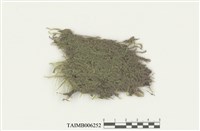 藏品(灰苔目)的圖片